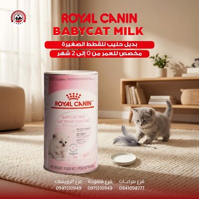 حليب قطط