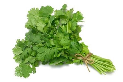 Coriander - bunch