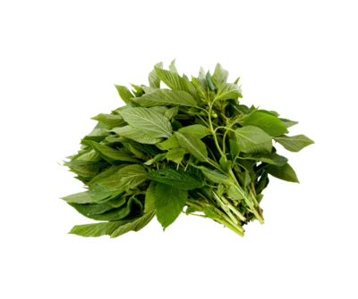 Molokhia
