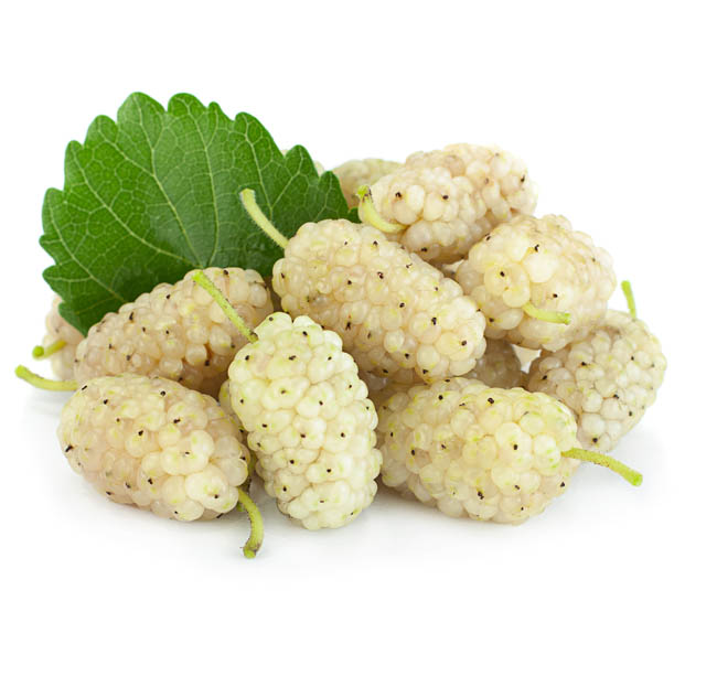 White Mulberry (Preserved)