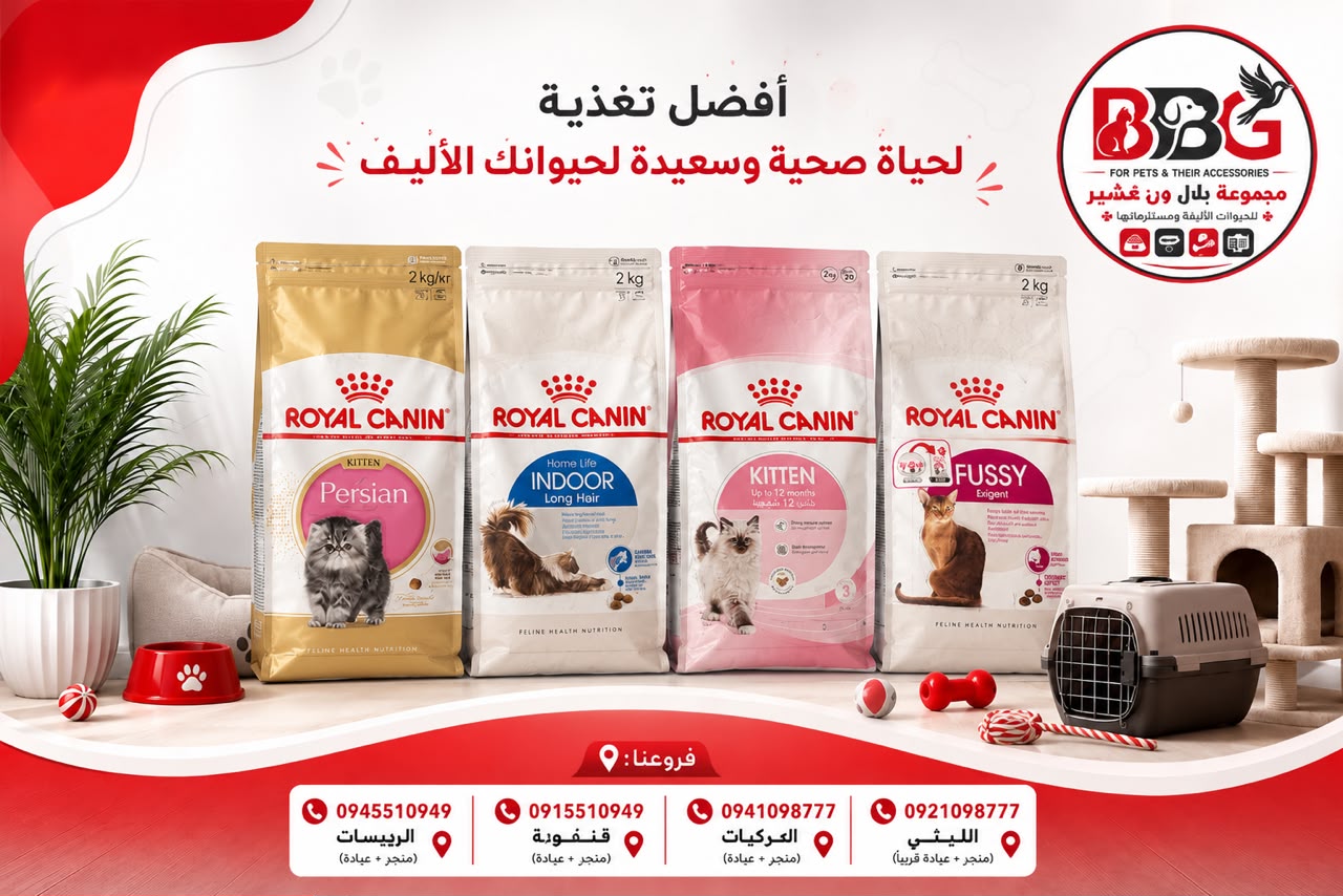 رويال كانين للقطط الشيرازي الصغيرة